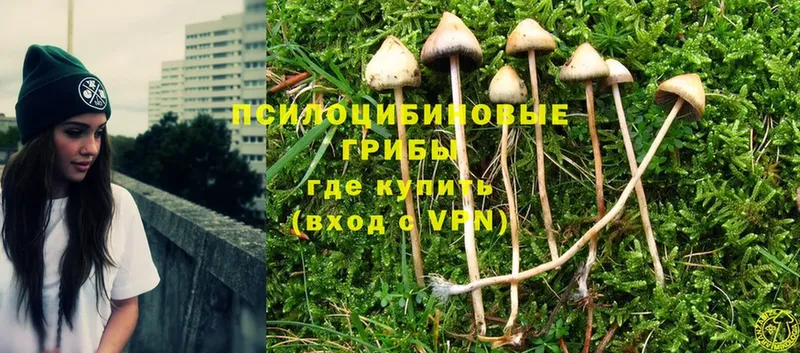 дарнет шоп  Гудермес  Псилоцибиновые грибы Magic Shrooms 